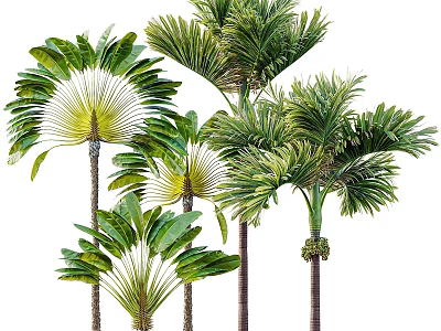 Lush Palm Trees With Large Green Fronds And Tall Trunks In Natural Setting 3d model