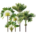 Lush Palm Trees With Large Green Fronds And Tall Trunks In Natural Setting