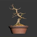 Wooden Bonsai Tree With Stone Accent In Terracotta Pot And Green Moss