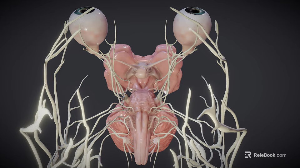 Medical Device 3D Eye Anatomy Model For Surgical Training And Education 3d model 