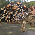 leopard print turtle leopard turtle leopard print turtle animal 3d model