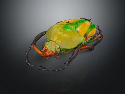 modern beetle rhinoceros insect 3d model