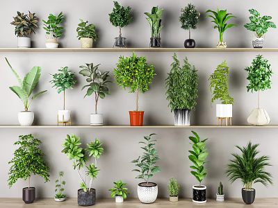 Various Bonsai Potted Plants With Different Pot Designs On Shelves For Indoor Decoration 3d model
