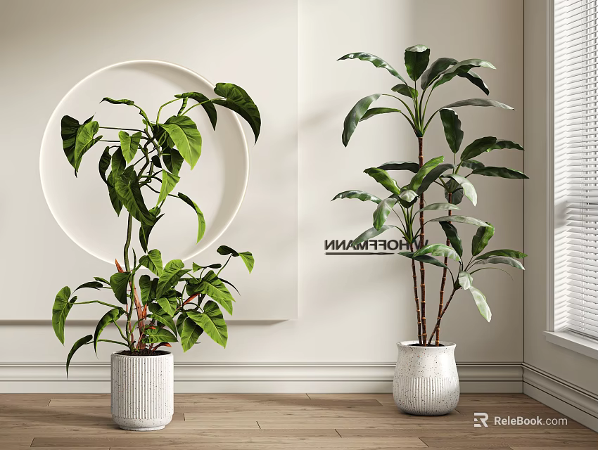 Indoor Potted Plants With Large Green Leaves In White Decorative Pots On Wooden Floor 3d model 