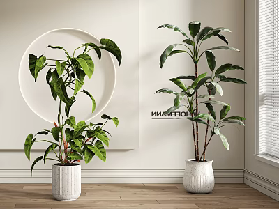 Indoor Potted Plants With Large Green Leaves In White Decorative Pots On Wooden Floor 3d model
