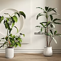 Indoor Potted Plants With Large Green Leaves In White Decorative Pots On Wooden Floor