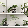 Various Bonsai Plants on Shelves with Different Shapes and Containers Against Light Wall