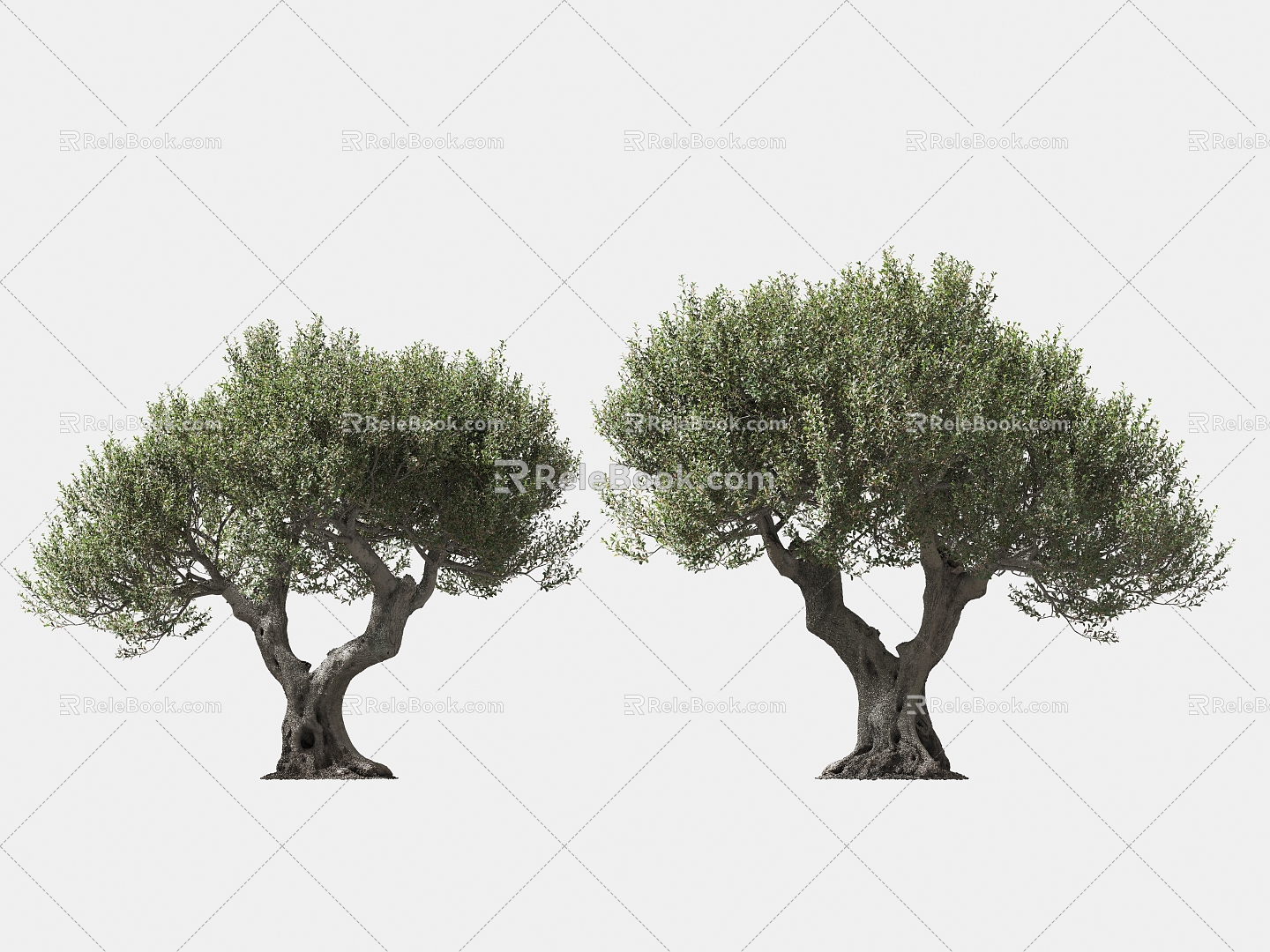 olive tree solitary tree planting arbor landscape tree trees 3d model