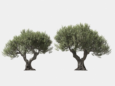 olive tree solitary tree planting arbor landscape trees 3d model