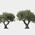 olive tree solitary tree planting arbor landscape tree trees 3d model