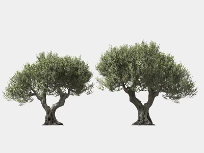Mature Olive Trees with Twisted Trunks and Lush Foliage Isolated on White Background 3d model