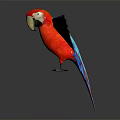 Vibrant Red Blue Yellow Macaw Spreading Wings on Dark Background with Reflection 3d model