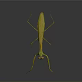 Green Praying Mantis With Long Forelegs In Natural Stance On Dark Surface