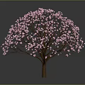 Beautiful Tree Adorned With Pink Blossoms Against Dark Background With Reflection