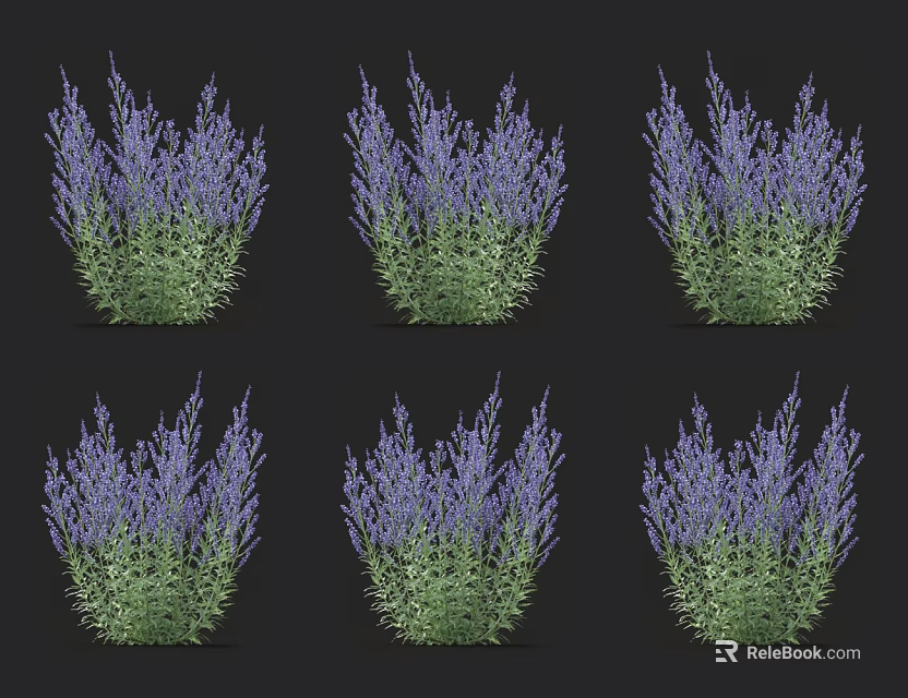 Lavender Bushes With Purple Flowers And Green Leaves In Multiple Views 3d model 