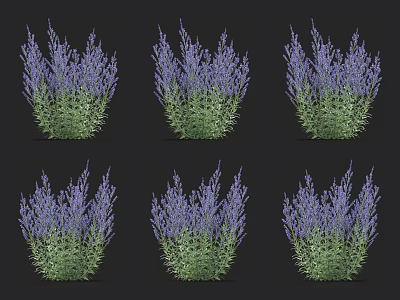 Lavender Bushes With Purple Flowers And Green Leaves In Multiple Views 3d model