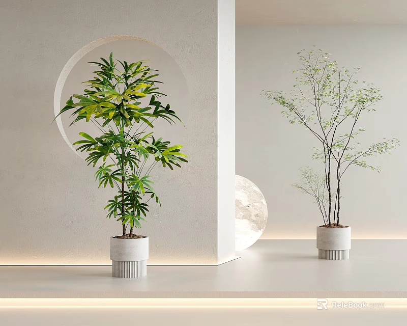 Potted Bonsai Plants In White Pots For Modern Interior With Circular Decor And Green Foliage 3d model 