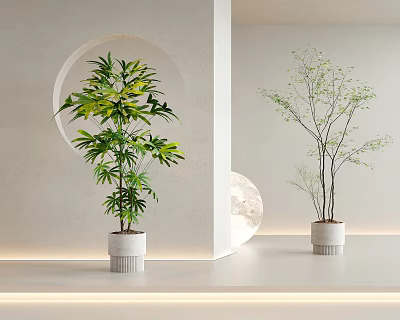Potted Bonsai Plants In White Pots For Modern Interior With Circular Decor And Green Foliage 3d model