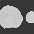 Two White Mushroom Plants with Damaged Cap Edges Against Black Background