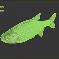 Silver Red Finned Fish With Shiny Body Yellow Eyes And Dark Background Reflection