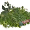 Lush Diverse Plant Combination With Cactus Ferns Green Foliage And Pink Flowers