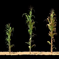Rows of Green and Yellow Corn Plants Standing Against Black Background