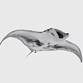 Graceful Black And White Manta Ray Swimming With Large Pectoral Fins In Ocean