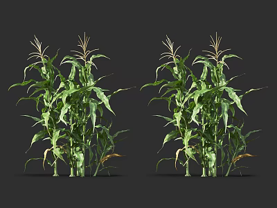 Green Corn Plants With Lush Green Leaves And Tassels Isolated On Dark Background 3d model