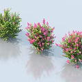 Three Lush Shrubs With Pink Flowers And Green Foliage