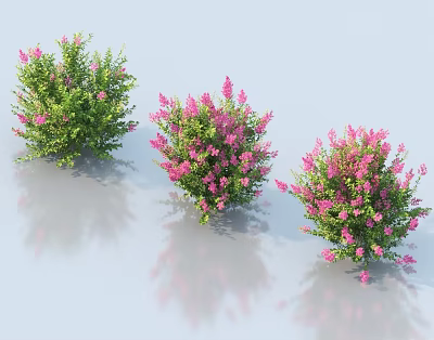 Three Lush Shrubs With Pink Flowers And Green Foliage 3d model