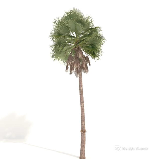 Tall Slender Palm Tree With Green Fronds And Dried Lower Leaves 3d model 