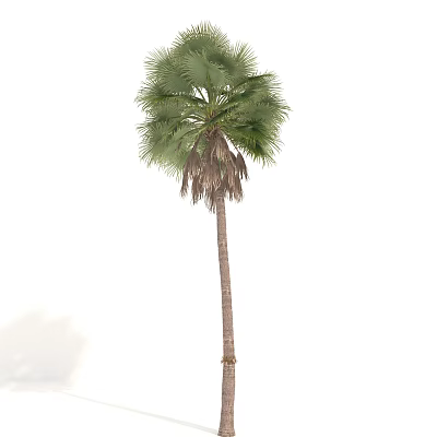 Tall Slender Palm Tree With Green Fronds And Dried Lower Leaves 3d model