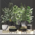 Various Indoor Potted Green Plants With Leafy Foliage And Modern Decorative Pots