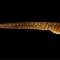 Yellow Brown Striped Moray Eel With Long Slender Body And Open Mouth