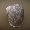 Natural Textured Snail Shell With Spiral Pattern And Earthy Tones 3d model