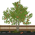 Garden Landscape Featuring Fruit Tree With Ripe Fruits Wooden Fence And Stone Path