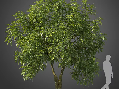 Lush Green Arbor With Dense Foliage Strong Trunk And Human Silhouette For Scale 3d model