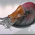 Colorful Nautilus Featuring Spiral Shell Red And White Stripes Head With Tentacles And Eye