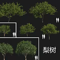 Various Fruit Tree Species Including Plum Mango Pear And Apple Trees With Different Sizes 3d model