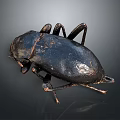 Close Up Of Black Beetle With Shiny Exoskeleton And Six Legs And Gray Gradient Background