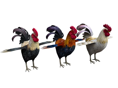 cock poultry chicken animals birds animals 3d model