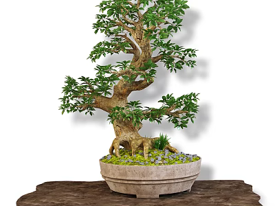 Bonsai Potted Plant With Lush Green Foliage Curved Trunk Stone Pot And Wooden Base 3d model