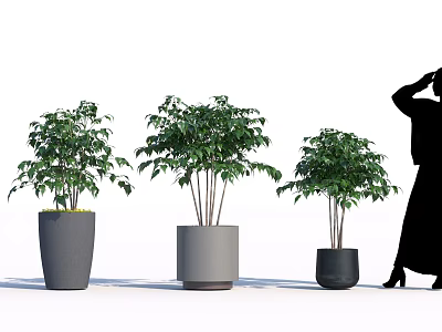 Bonsai Potted Plants Displayed In Different Sizes Gray Pots With Female Silhouette 3d model
