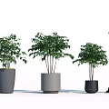 Bonsai Potted Plants Displayed In Different Sizes Gray Pots With Female Silhouette