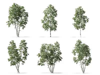 Various Forms of Arbor Trees with Green Foliage and Slender Trunks for Landscaping 3d model