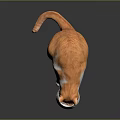 Orange and white cat eating food from a bowl on a black surface in studio setting