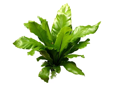 Lush Green Fern Plant With Vibrant Healthy Leaves And Natural Growth 3d model