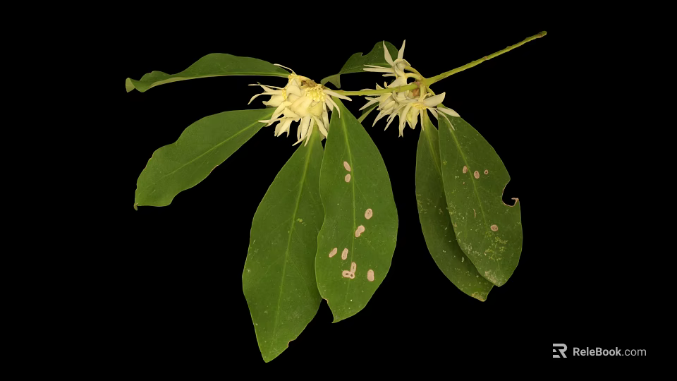 Green Plant With White Flowers And Spotted Leaves On Black Background 3d model 