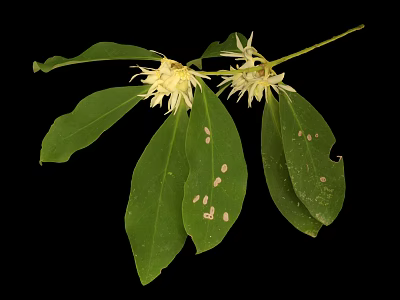 Green Plant With White Flowers And Spotted Leaves On Black Background 3d model