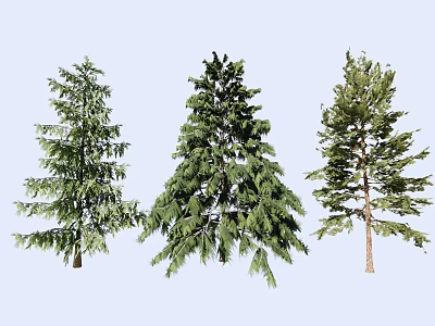 Modern Pine Tree Cedar Tree Landscape Tree Street Tree Big Tree Green Tree Color Leaf Tree Flower Tree 3d model